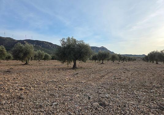 Land in Jumilla