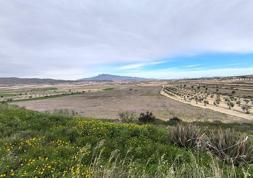 Property in La Zarza