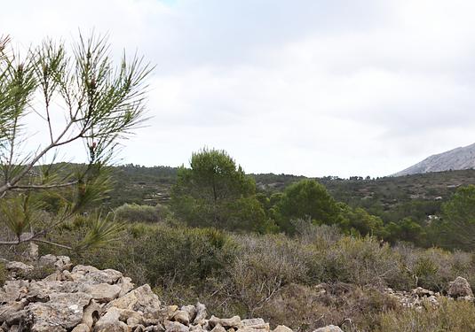 Land in Jalón