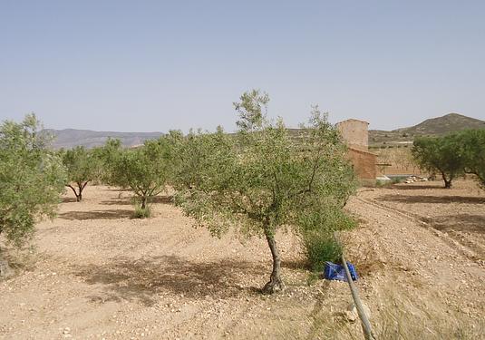 Land in Canada del Trigo