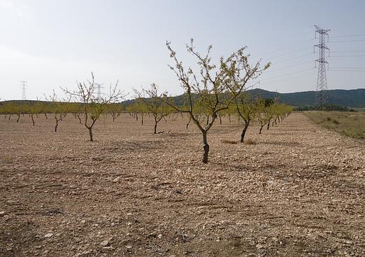 Land in Canada del Trigo