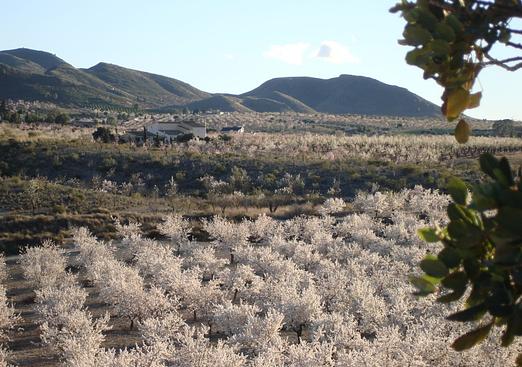 Finca in Lorca