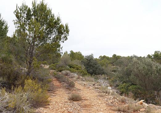 Land in Jalón