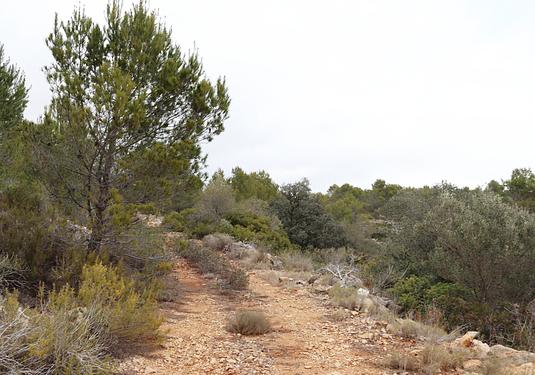 Land in Jalón