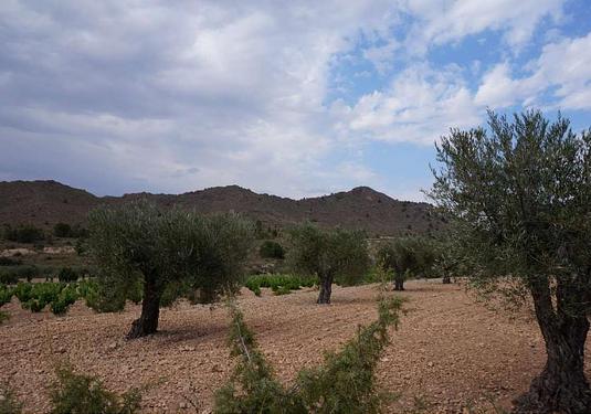 Land in Yecla