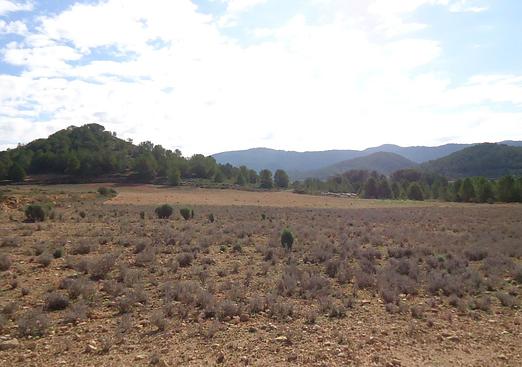 Land in Monóvar/Monóver