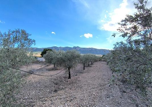 Country house in Yecla