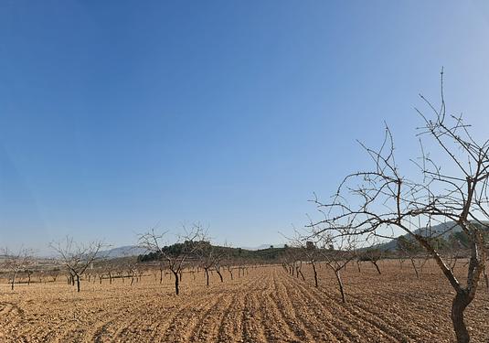 Land in Jumilla