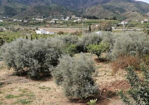 Country house in Alora
