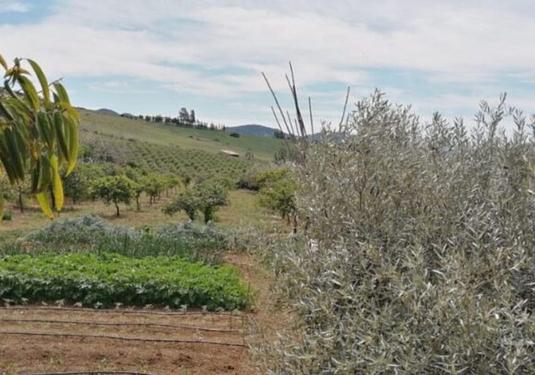 Country house in Alora