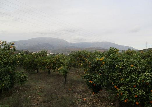 Country house in Alora