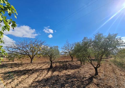 Land in Yecla