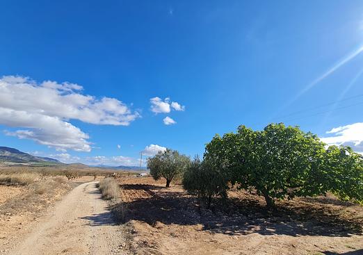 Land in Yecla