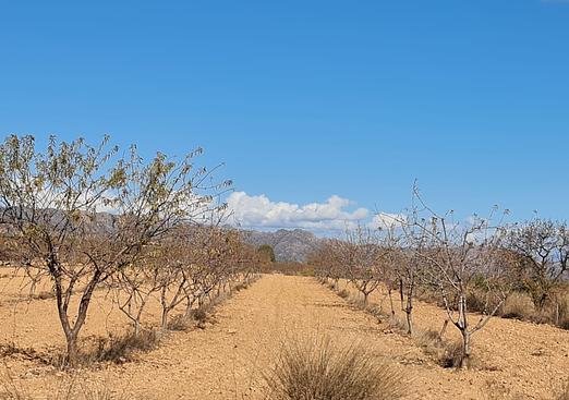 Land in Yecla