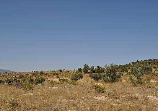 Land in Pinoso