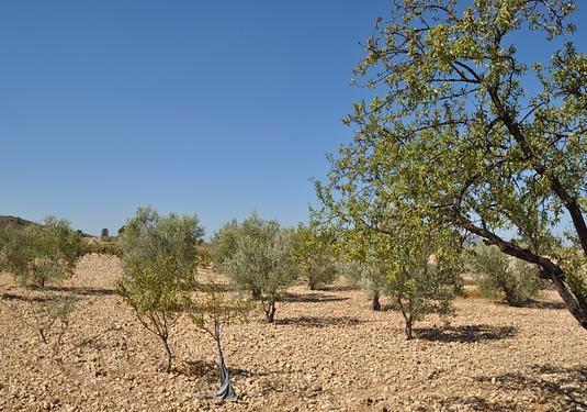 Land in Torre Del Rico