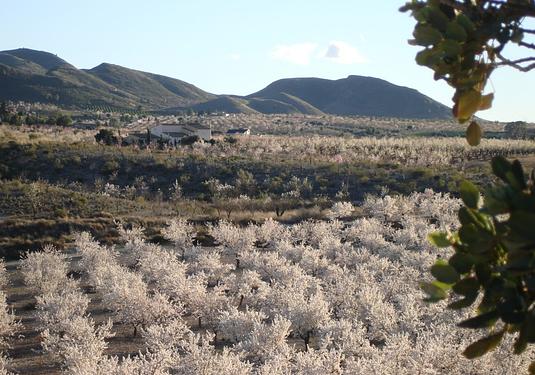 Finca in Lorca