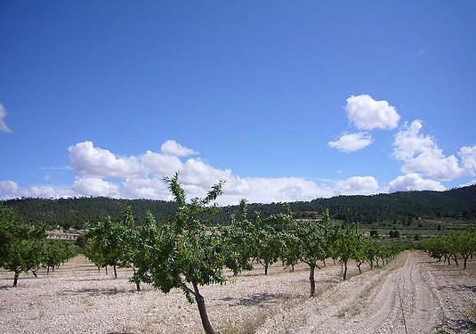 Country house in Salinas