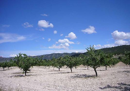 Country house in Salinas