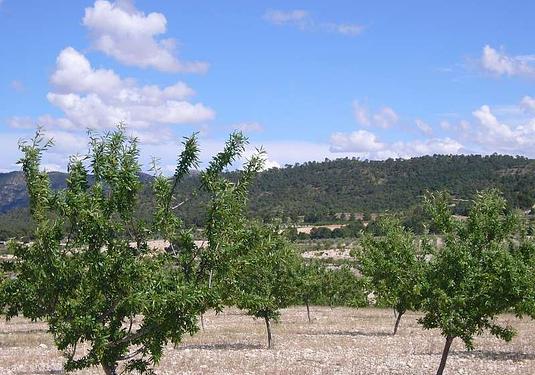 Country house in Salinas
