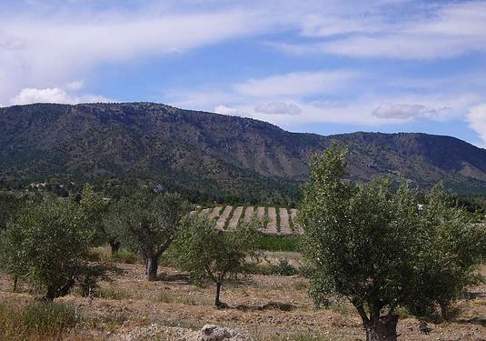 Country house in Salinas