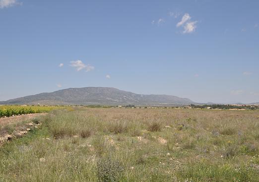 Land in Pinoso