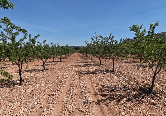 Land in Yecla